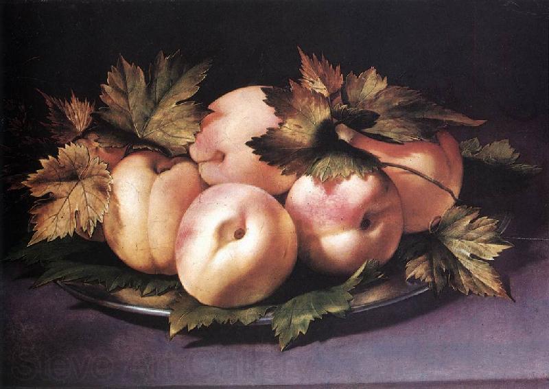 FIGINO, Giovanni Ambrogio Still-life with Peaches and Fig-leaves fdg